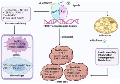 PPAR-γ Modulators as Current and Potential Cancer Treatments